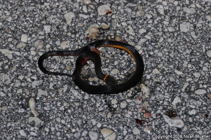 Southern Ring-necked Snake (Diadophis punctatus punctatus)