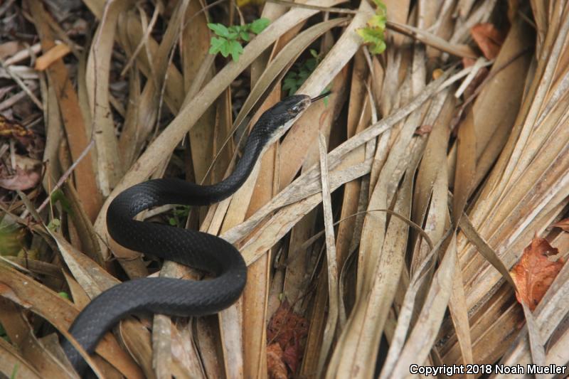 Everglades Racer (Coluber constrictor paludicola)