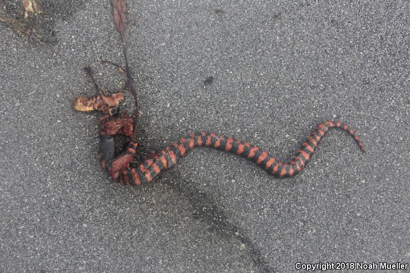 Eastern Mudsnake (Farancia abacura abacura)