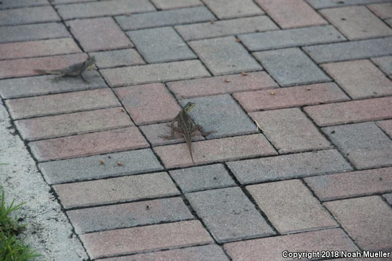 African Rainbow Lizard (Agama agama)