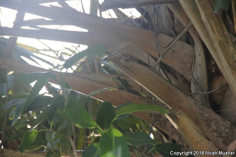 Brown Basilisk (Basiliscus vittatus)