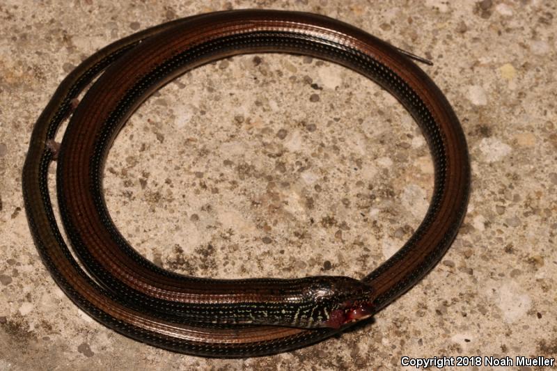 Eastern Glass Lizard (Ophisaurus ventralis)