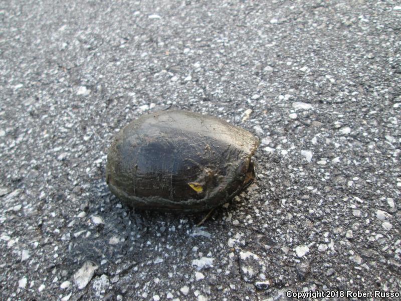 Eastern Mud Turtle (Kinosternon subrubrum)