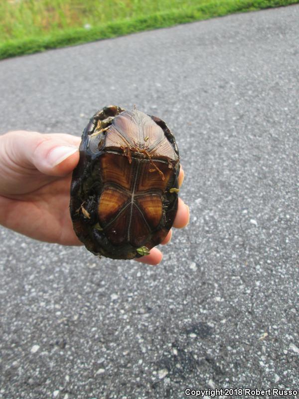 Eastern Mud Turtle (Kinosternon subrubrum)