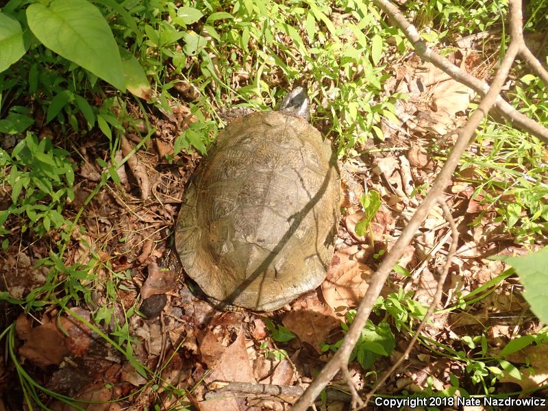 Wood Turtle (Glyptemys insculpta)