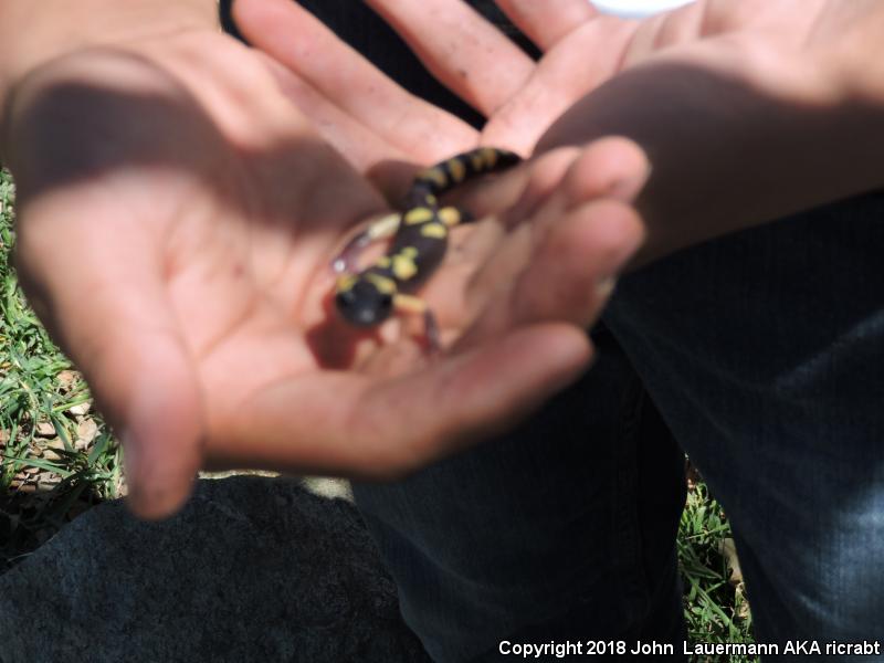 Yellow-blotched Ensatina (Ensatina eschscholtzii croceater)