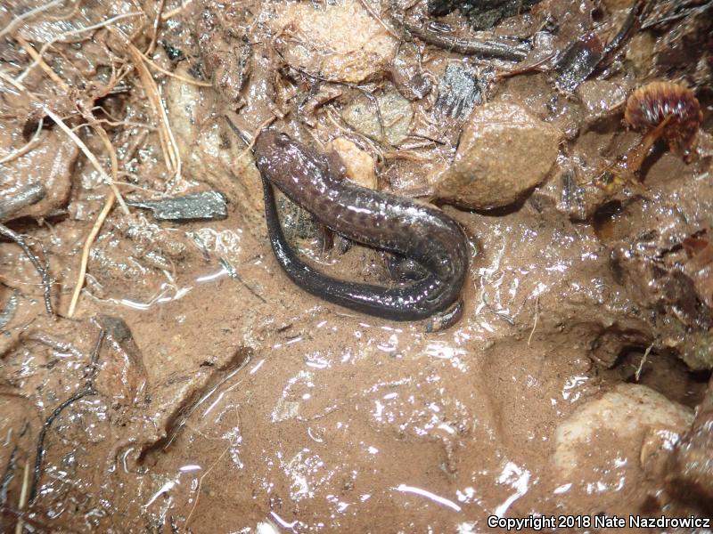 Allegheny Mountain Dusky Salamander (Desmognathus ochrophaeus)