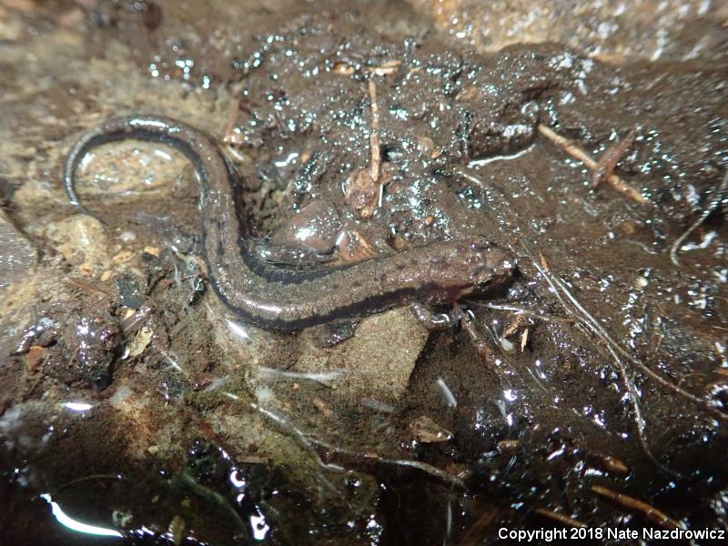 Allegheny Mountain Dusky Salamander (Desmognathus ochrophaeus)