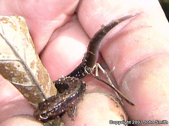 Northern Dusky Salamander (Desmognathus fuscus)