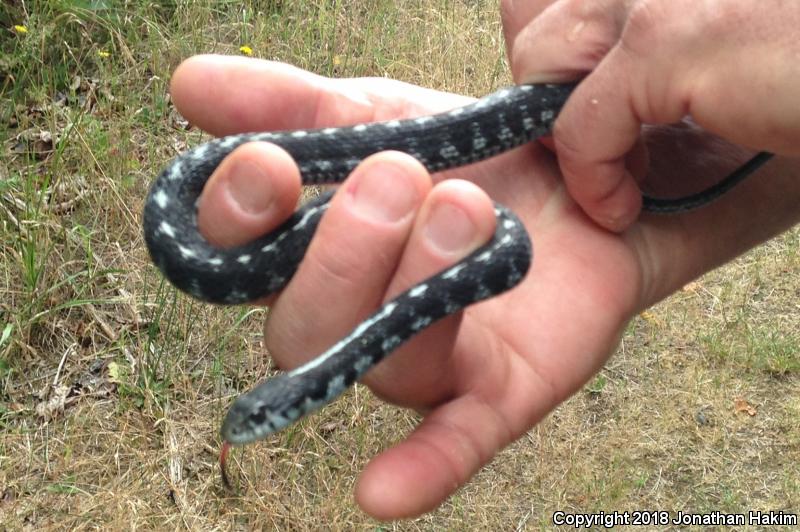 Mountain Gartersnake (Thamnophis elegans elegans)