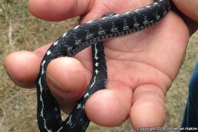 Mountain Gartersnake (Thamnophis elegans elegans)