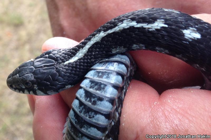 Mountain Gartersnake (Thamnophis elegans elegans)