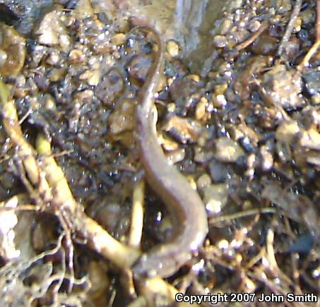 Northern Dusky Salamander (Desmognathus fuscus)