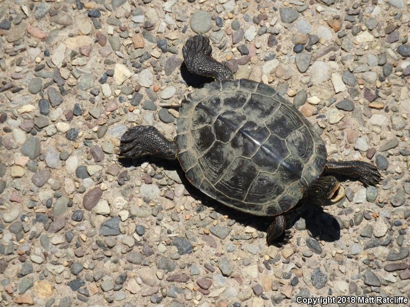 Northern Map Turtle (Graptemys geographica)