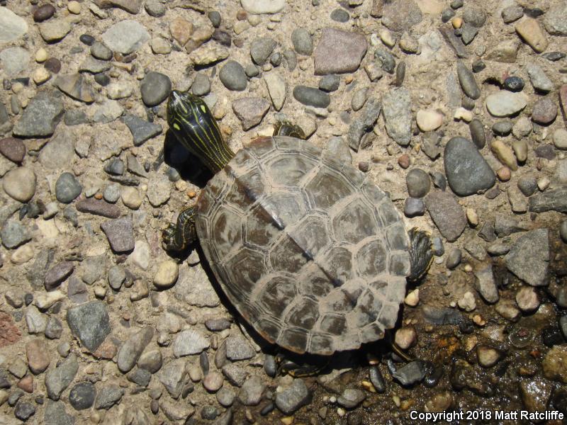 Northern Map Turtle (Graptemys geographica)