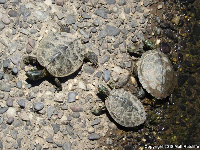 Northern Map Turtle (Graptemys geographica)