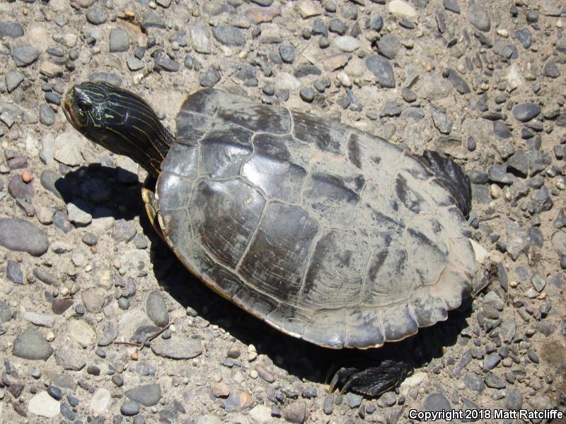 Northern Map Turtle (Graptemys geographica)