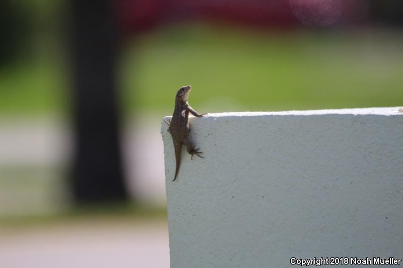 Northern Curly-tailed Lizard (Leiocephalus carinatus)