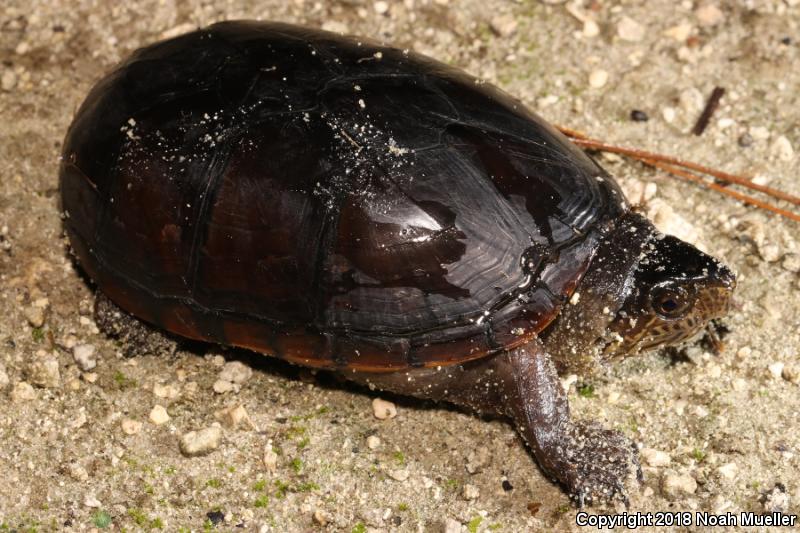 Eastern Mud Turtle (Kinosternon subrubrum)