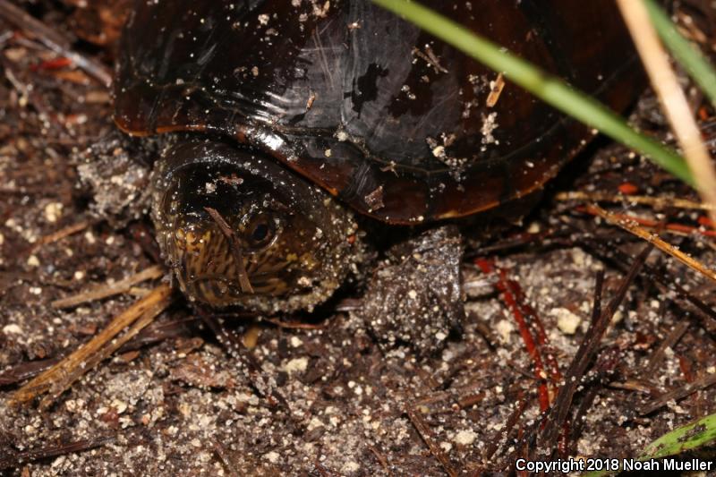 Eastern Mud Turtle (Kinosternon subrubrum)