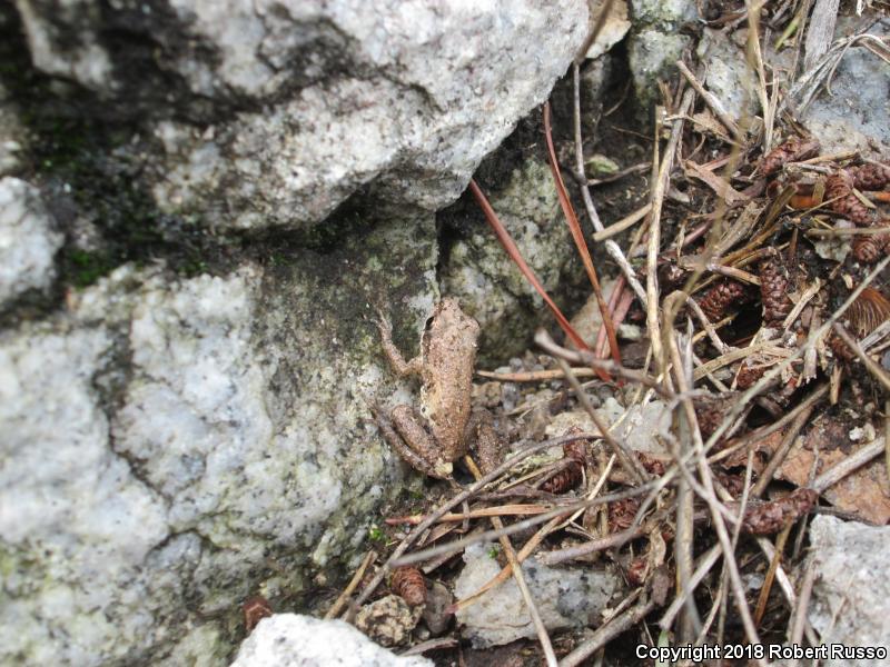 Upland Chorus Frog (Pseudacris feriarum)