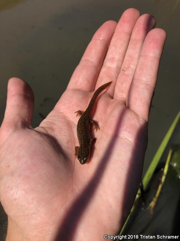 Central Newt (Notophthalmus viridescens louisianensis)