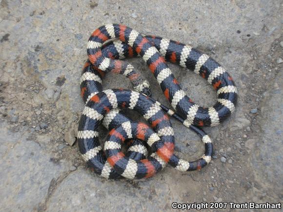 California Mountain Kingsnake (Lampropeltis zonata)