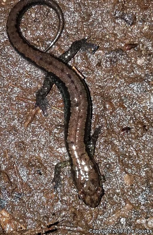 Allegheny Mountain Dusky Salamander (Desmognathus ochrophaeus)