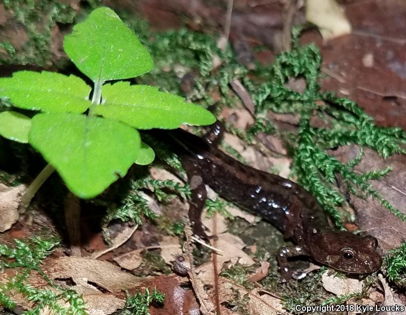 Allegheny Mountain Dusky Salamander (Desmognathus ochrophaeus)