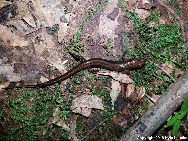 Allegheny Mountain Dusky Salamander (Desmognathus ochrophaeus)