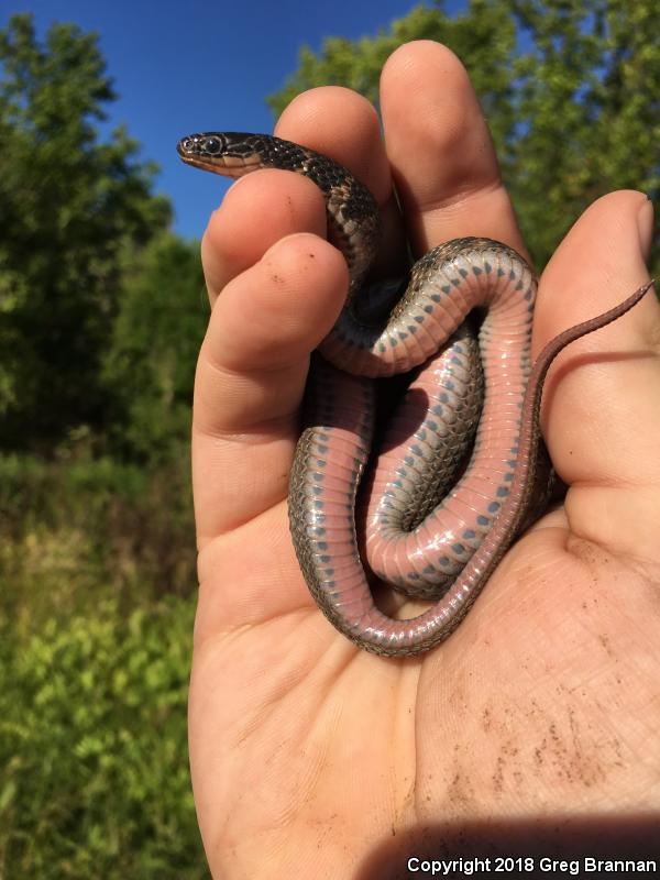 Kirtland's Snake (Clonophis kirtlandii)