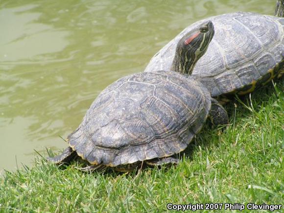 Red-eared Slider (Trachemys scripta elegans)