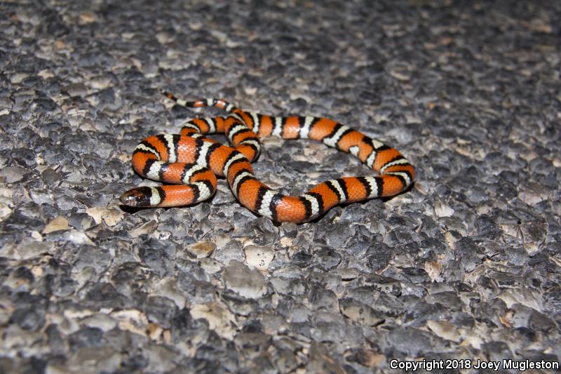 Utah Milksnake (Lampropeltis triangulum taylori)