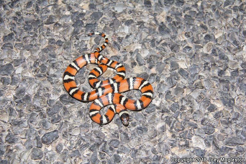 Utah Milksnake (Lampropeltis triangulum taylori)