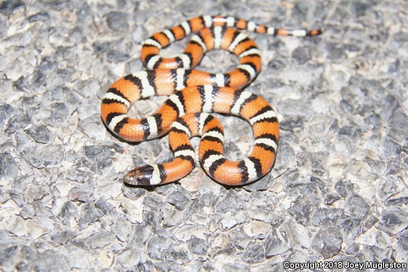 Utah Milksnake (Lampropeltis triangulum taylori)