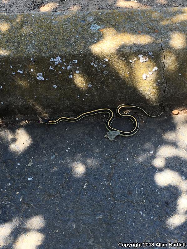 Mountain Gartersnake (Thamnophis elegans elegans)