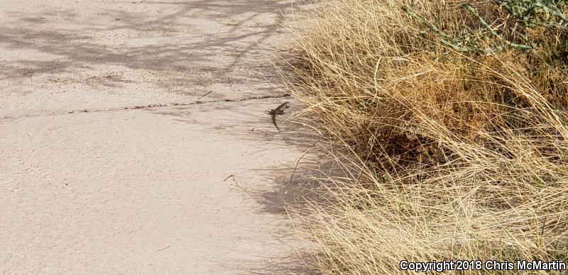 Chihuahuan Spotted Whiptail (Aspidoscelis exsanguis)