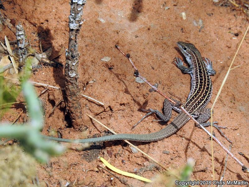 Chihuahuan Spotted Whiptail (Aspidoscelis exsanguis)