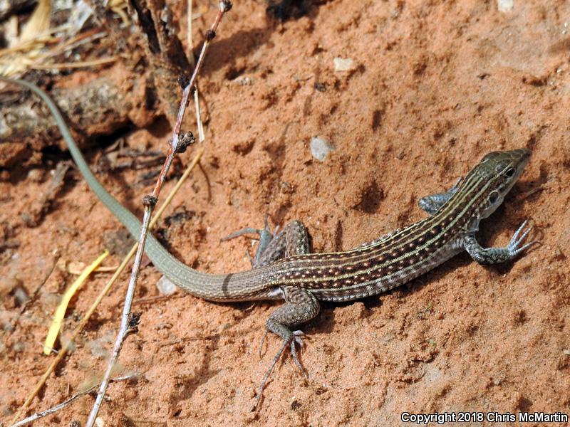 Chihuahuan Spotted Whiptail (Aspidoscelis exsanguis)