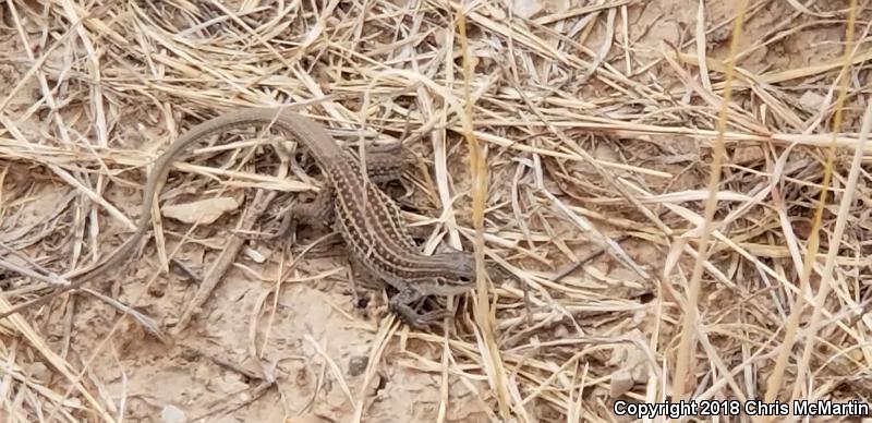 Chihuahuan Spotted Whiptail (Aspidoscelis exsanguis)