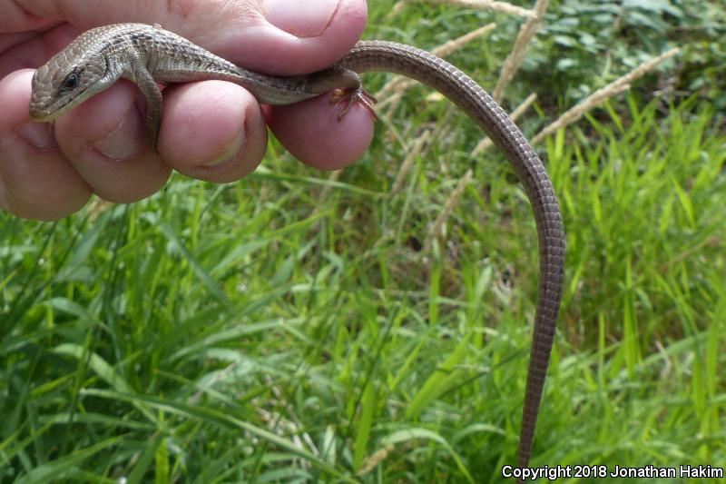 Northwestern Alligator Lizard (Elgaria coerulea principis)