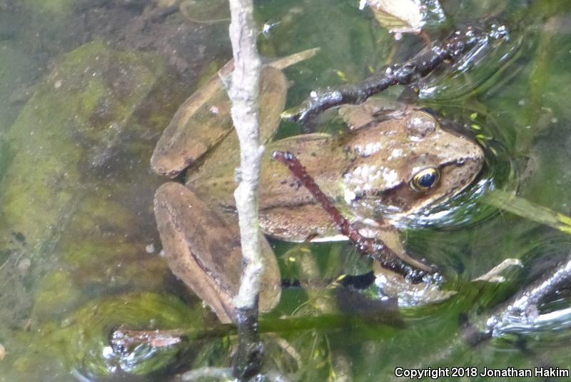 Northern Red-legged Frog (Rana aurora)