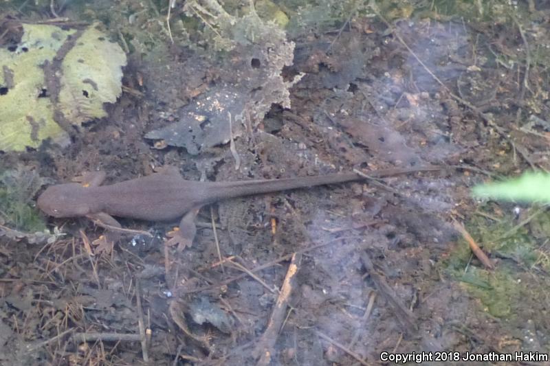 Rough-skinned Newt (Taricha granulosa)