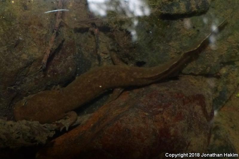 Coastal Giant Salamander (Dicamptodon tenebrosus)