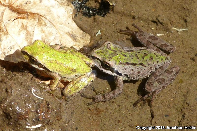 Northern Pacific Treefrog (Pseudacris regilla)