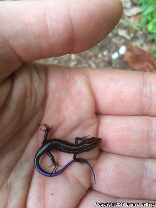 Southeastern Five-lined Skink (Plestiodon inexpectatus)