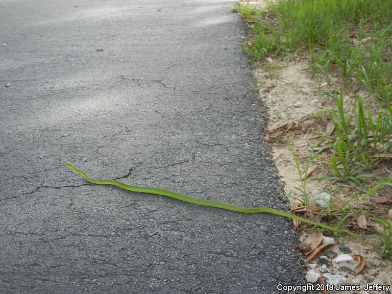 Northern Rough Greensnake (Opheodrys aestivus aestivus)