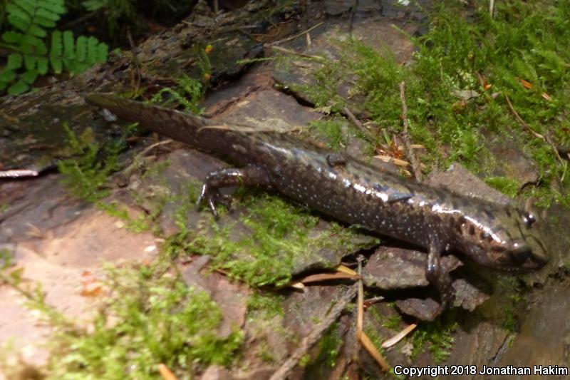 Coastal Giant Salamander (Dicamptodon tenebrosus)