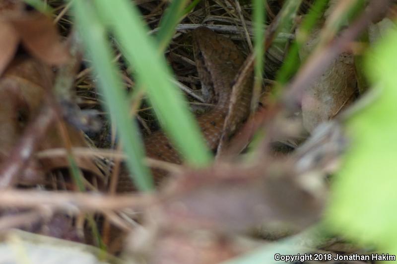 Northwestern Alligator Lizard (Elgaria coerulea principis)