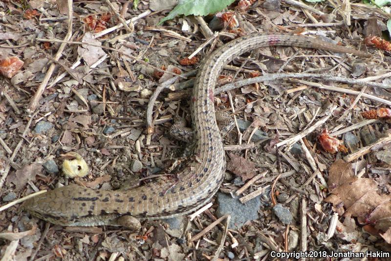 Northwestern Alligator Lizard (Elgaria coerulea principis)